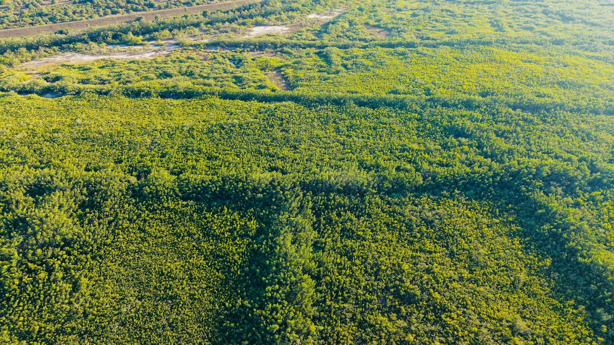 Couvert végétal dense vu du ciel