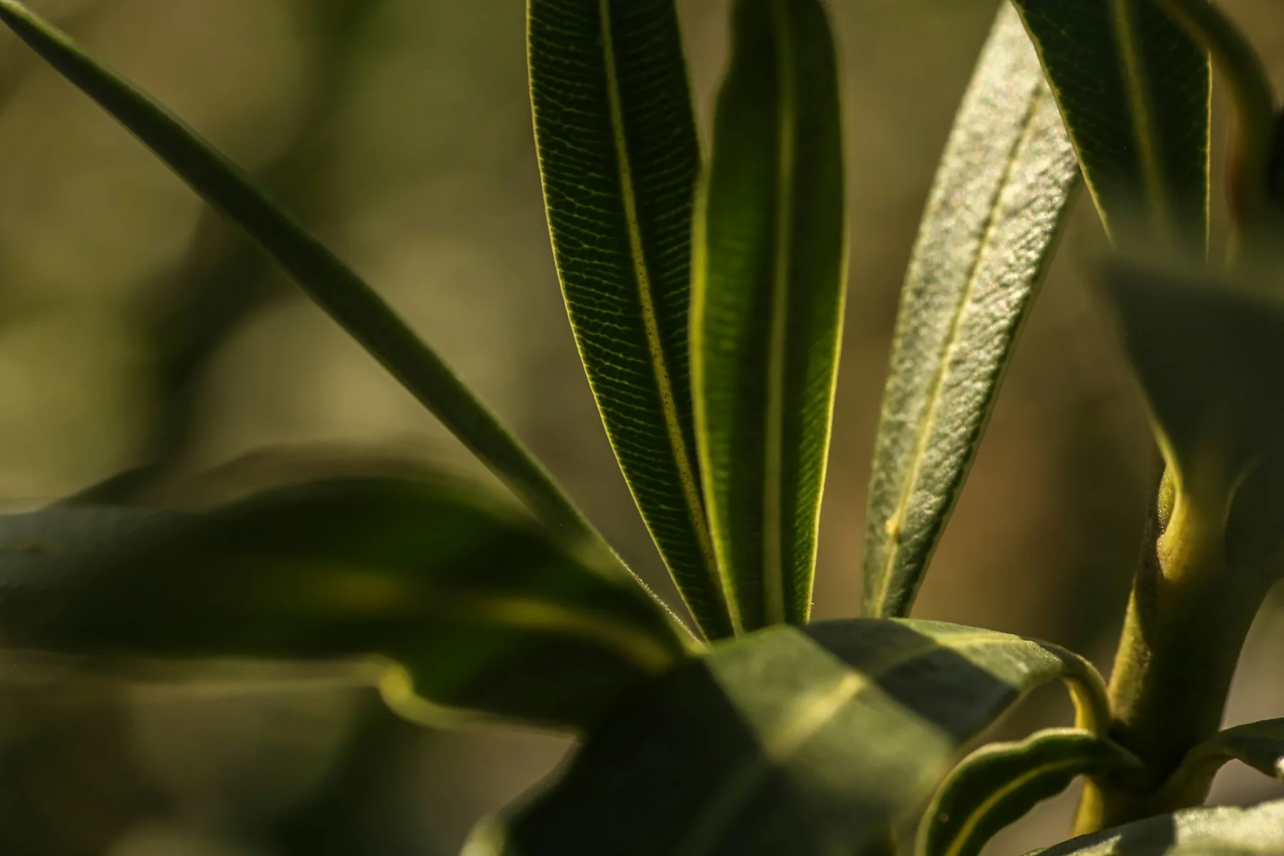 Détail de feuilles traversées par la lumière