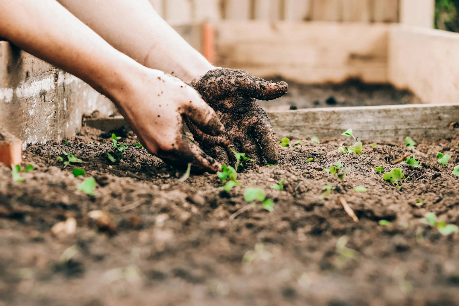 Plantation de jeunes plants dans un sol préparé